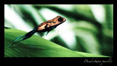dendrobates_pumilio_by_nuno.jpg