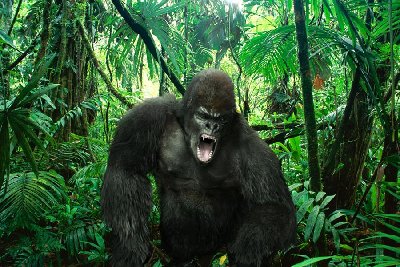 gorila.jpg
